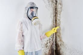 Reliable Easton, MD Mold Removal Solutions